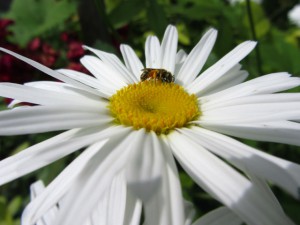 Пчёлка_