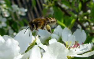 Пчёлка_